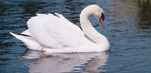 Beautiful white swan on water